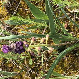 Photographie n°2477275 du taxon Leopoldia comosa (L.) Parl. [1847]