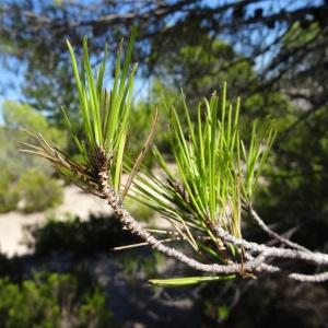 Photographie n°2477334 du taxon Pinus halepensis Mill. [1768]