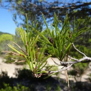 Photographie n°2477337 du taxon Pinus halepensis Mill. [1768]