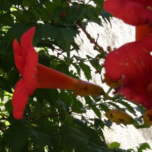 Photographie n°2477347 du taxon Campsis radicans (L.) Bureau [1864]