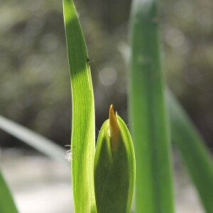 Photographie n°2477349 du taxon Iris pseudacorus L. [1753]