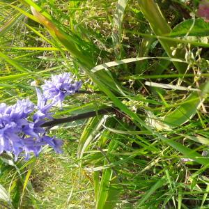 Photographie n°2477360 du taxon Hyacinthoides non-scripta (L.) Chouard ex Rothm. [1944]