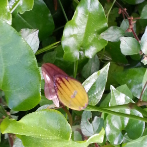 Photographie n°2477385 du taxon Aristolochia altissima Desf. [1799]