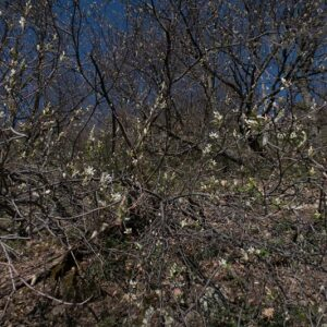 Photographie n°2477412 du taxon Amelanchier ovalis Medik. [1793]