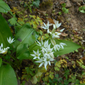 Photographie n°2477462 du taxon Allium ursinum L. [1753]