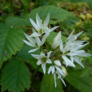 Photographie n°2477463 du taxon Allium ursinum L. [1753]