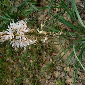 Photographie n°2477489 du taxon Asphodelus albus Mill. [1768]