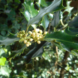 Photographie n°2477494 du taxon Ilex aquifolium L. [1753]