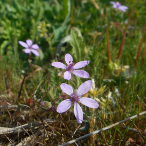 Photographie n°2477505 du taxon Erodium cicutarium (L.) L'Hér. [1789]