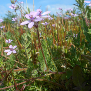 Photographie n°2477506 du taxon Erodium cicutarium (L.) L'Hér. [1789]