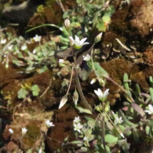 Photographie n°2477523 du taxon Holosteum umbellatum L.