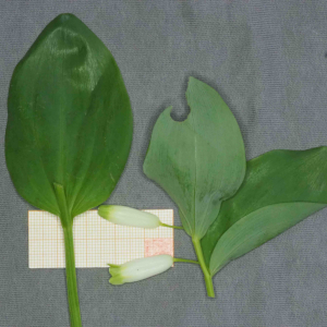 Photographie n°2477530 du taxon Polygonatum odoratum (Mill.) Druce