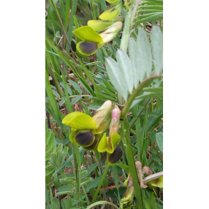 Vicia melanops Sibth. & Sm. var. melanops