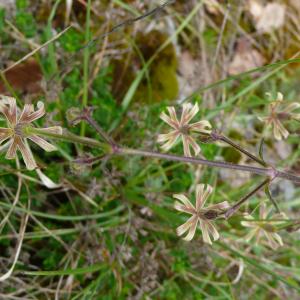 Photographie n°2477558 du taxon Silene nutans subsp. nutans