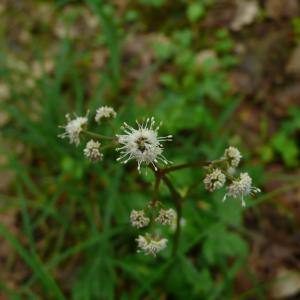 Photographie n°2477562 du taxon Sanicula europaea L.