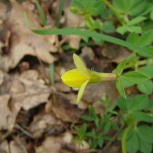 Photographie n°2477570 du taxon Lotus maritimus var. hirsutus (Willk.) Kerguélen [1994]