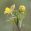 Photographie n°2477610 du taxon Linaria simplex (Willd.) DC.