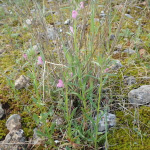 Photographie n°2477612 du taxon Linaria simplex (Willd.) DC.