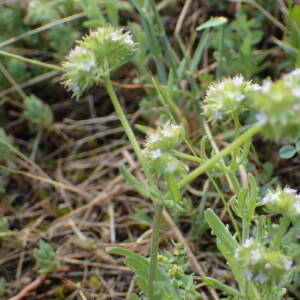 Photographie n°2477614 du taxon Linaria simplex (Willd.) DC.