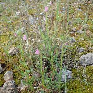 Photographie n°2477615 du taxon Linaria simplex (Willd.) DC.