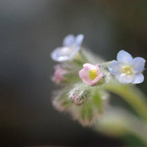 Photographie n°2477623 du taxon Myosotis arvensis (L.) Hill