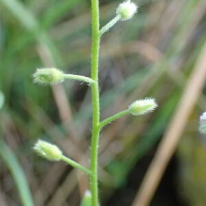 Photographie n°2477624 du taxon Myosotis arvensis (L.) Hill