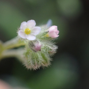 Photographie n°2477625 du taxon Myosotis arvensis (L.) Hill