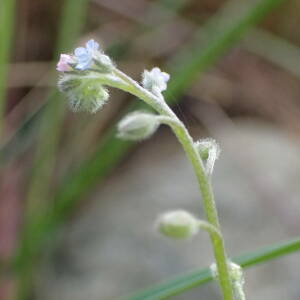 Photographie n°2477626 du taxon Myosotis arvensis (L.) Hill
