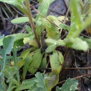 Photographie n°2477628 du taxon Myosotis arvensis (L.) Hill