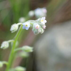 Photographie n°2477629 du taxon Myosotis arvensis (L.) Hill