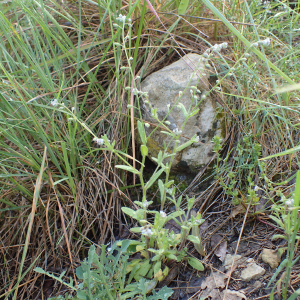 Photographie n°2477630 du taxon Myosotis arvensis (L.) Hill