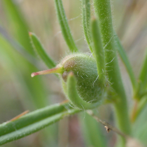 Photographie n°2477644 du taxon Misopates orontium (L.) Raf.