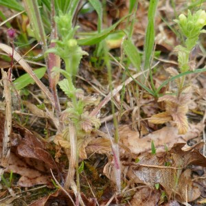 Photographie n°2477670 du taxon Parentucellia viscosa (L.) Caruel