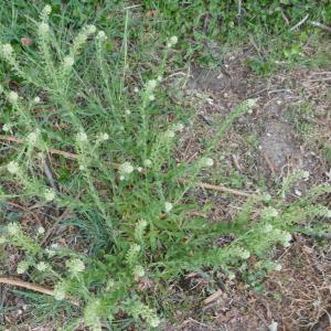 Photographie n°2477672 du taxon Lepidium campestre (L.) R.Br. [1812]