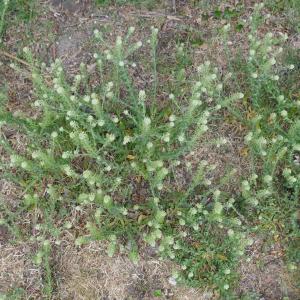 Photographie n°2477676 du taxon Lepidium campestre (L.) R.Br. [1812]