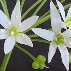 Photographie n°2477693 du taxon Allium ursinum L. [1753]