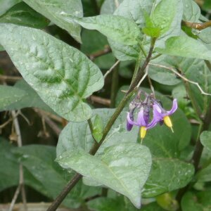 Photographie n°2477709 du taxon Solanum dulcamara L. [1753]