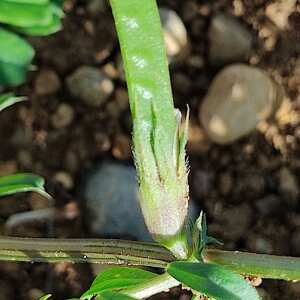 Photographie n°2477714 du taxon Vicia sativa L.