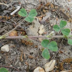 Photographie n°2477720 du taxon Trifolium subterraneum L. [1753]