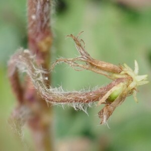 Photographie n°2477726 du taxon Trifolium subterraneum L. [1753]