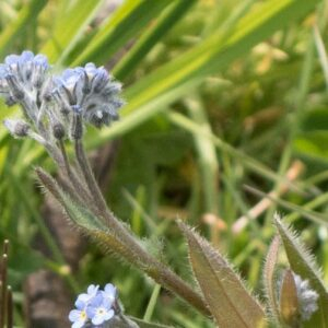 Photographie n°2477769 du taxon Myosotis arvensis (L.) Hill [1764]