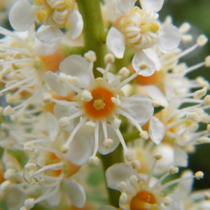 Photographie n°2477792 du taxon Prunus laurocerasus L.