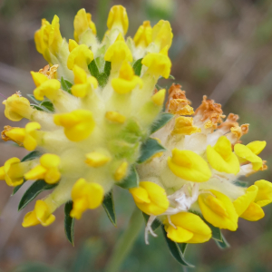 Photographie n°2477816 du taxon Anthyllis vulneraria L. [1753]