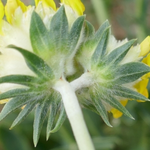Photographie n°2477817 du taxon Anthyllis vulneraria L. [1753]
