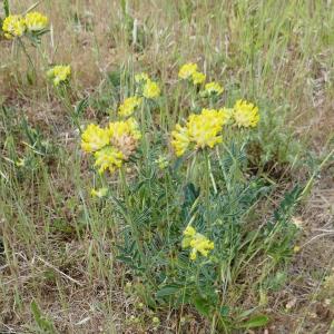 Photographie n°2477819 du taxon Anthyllis vulneraria L. [1753]