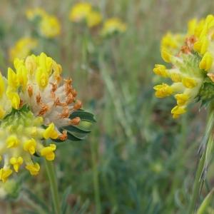 Photographie n°2477820 du taxon Anthyllis vulneraria L. [1753]