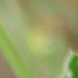 Photographie n°2477822 du taxon Anthyllis vulneraria L. [1753]