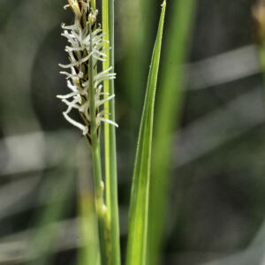 Photographie n°2477835 du taxon Carex flacca subsp. flacca