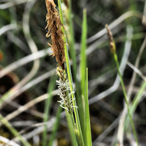  - Carex flacca subsp. flacca