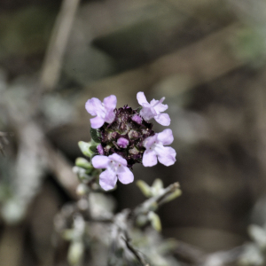 Photographie n°2477841 du taxon Thymus vulgaris subsp. vulgaris 